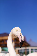 フラミンゴ　鳥