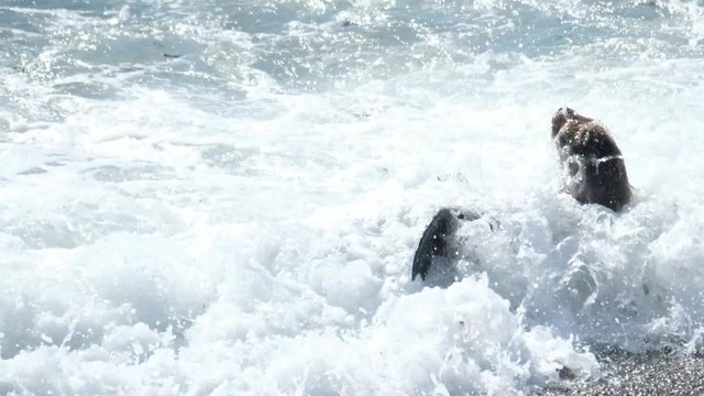 Sea Lion (Otaria flavescens) having fun in the waves of Valdes Peninsula in Patagonia, Argentina.