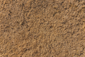 Dry grass background