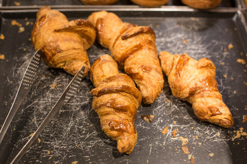 Freshly baked croissants on baking tray
