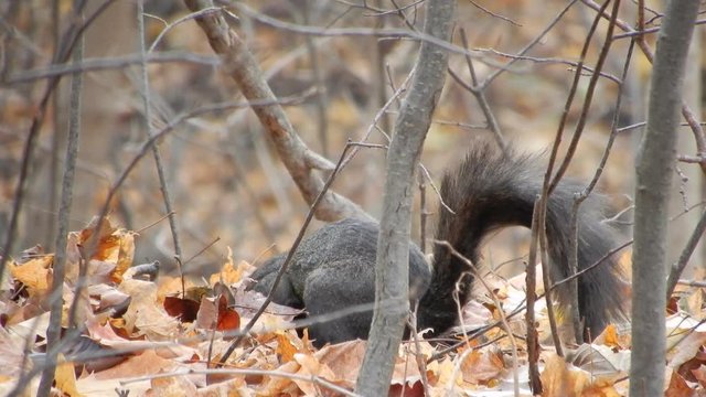 4 K Closeup Black Squirrel Foraging For Food Then Jumping