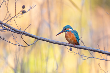Kingfisher perches on a branch in winter.