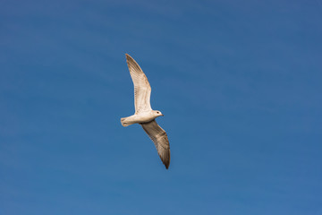 Fototapeta na wymiar white seagull soars in the blue sky