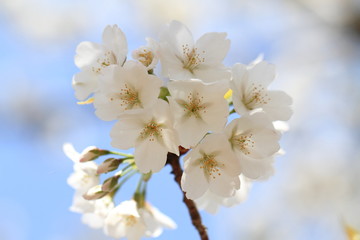 桜