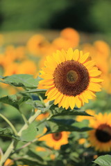 向日葵