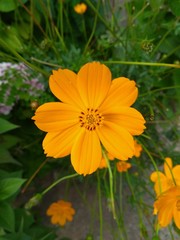Orange Beauty