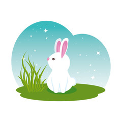 cute rabbit in the field character