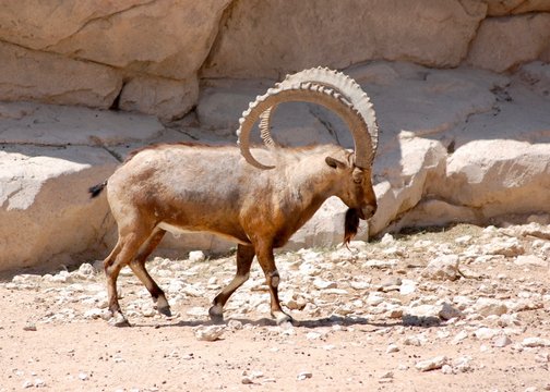 Nubian Ibex walking boldly showing off those impressive horns in the desert (capra nubiana)