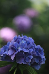 紫陽花
