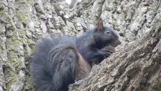 4 K Super Close Up Squirrel Eating Nut In Tree