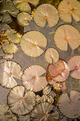  The shadow of Lotus leaf on water