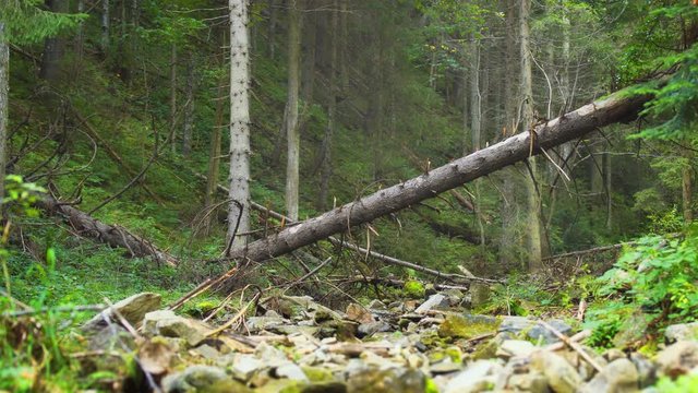 Forested Slope over Rocky Stream Bed in Carpathian Mountains
