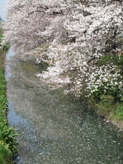 春に、桜。