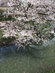 春に、桜。