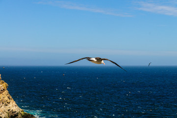 Black-Browed Albatross in Flight