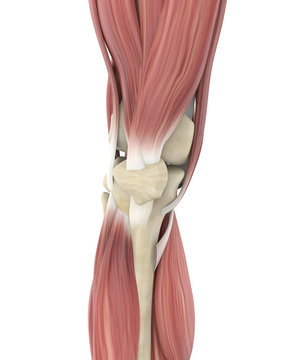 Knee Joint Muscle Anatomy