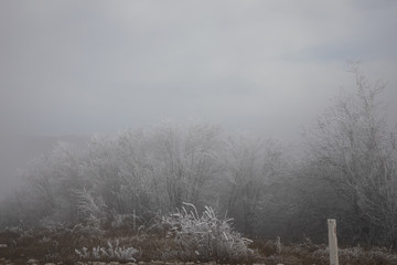 Obraz na płótnie Canvas hard rime, frozen tree winter wonderland scenery. Fog and Mist background, natural tree. frozen leaves, freezing fog. moisture forming ice.