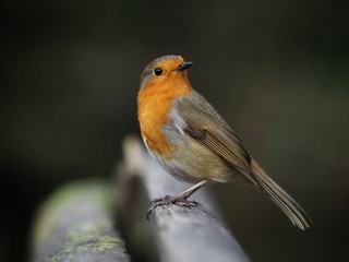 Robin 