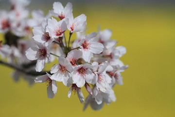 桜