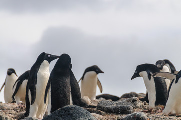 Obraz premium Adelie Penguins on Paulet Island
