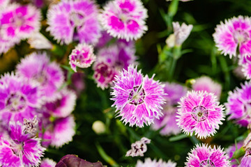 Fototapeta premium carnation flower in the garden