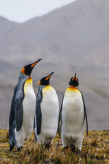 Three King Penguins at Fortuna Bay