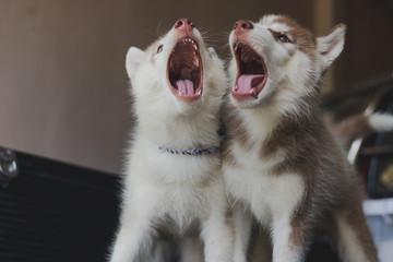 Puppy Siberian husky.it so cute.It has brown hair. 