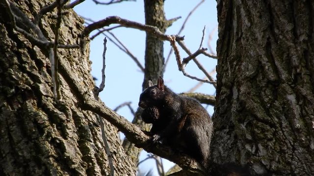 4 K Squirrel In Tree Eating Nut With Second Squirrel Appearing Then Running Down Tree