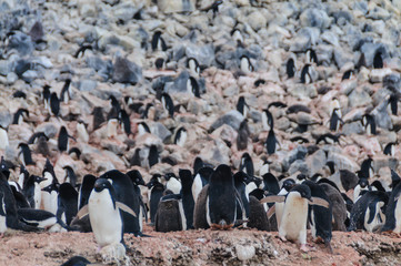 Fototapeta premium Adelie Penguins on Paulet Island