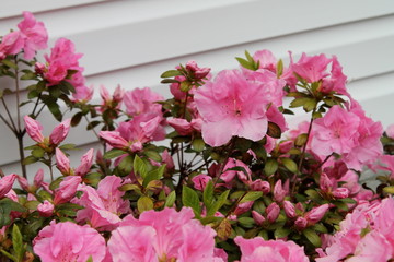 Flowering pink Rhododendron