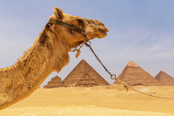 camel against Great pyramids of Giza, Egypt