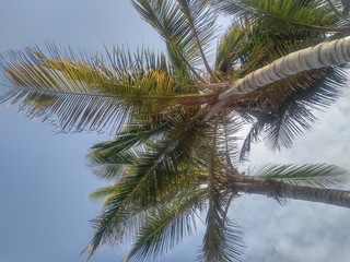 Palm Tree, Jeddah, Saudi Arabia
