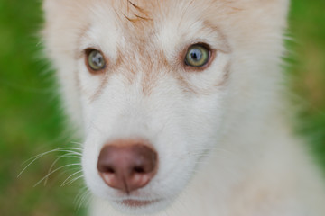 Obraz premium Siberian husky puppy eyes close up.