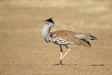 Male kori bustard (Ardeotis kori) in natural habitat, Kalahari desert, South Africa.