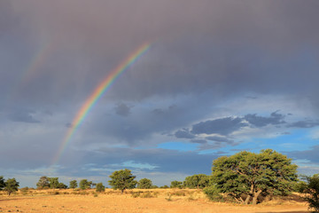 Scenic landscape with a colorful rainbow in a stormy sky, Kalahari desert, South Africa.