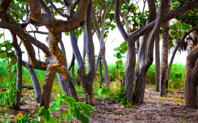 Sea Grape Tree Bunch At The Entrance of a Beach