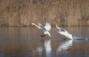 Fototapeta na wymiar Wild Swan landing on the water