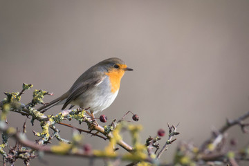 Red Robin