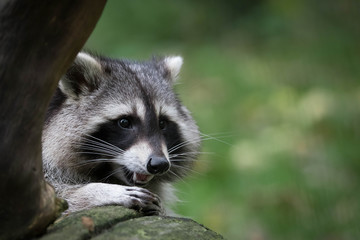 Raccoon eating