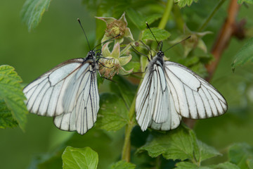 Two butterflies on raspberry branch
