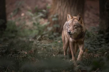  Wolf in het bos © Dennis