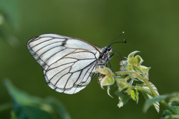 White butterfly on raspberry branch