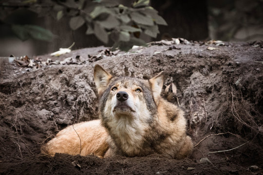 Wolf looking to the sky
