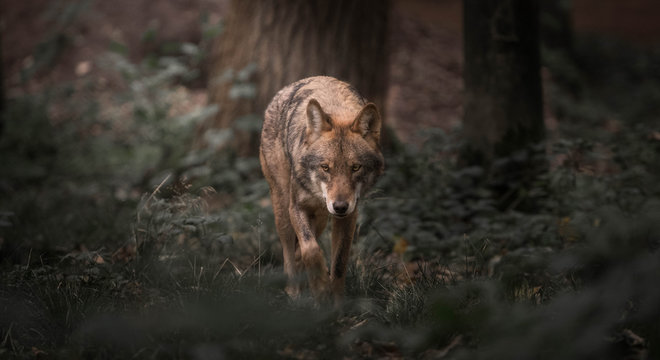 Wolf walking in the woods © Dennis