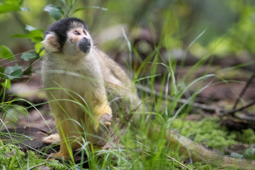 Squirrel- or Skull Monkey sitting in grass