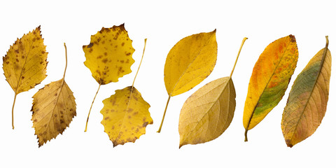 Isolated autumn colorful foliage. Leaves on a white background