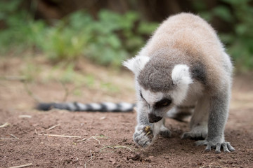 ring tailed lemur grabbing some food 2