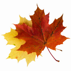 Isolated autumn colorful foliage. Maple leaves on a white background