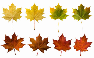 Isolated autumn colorful foliage. Maple leaves on a white background