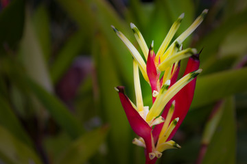 Red and yellow flowers in a garden 